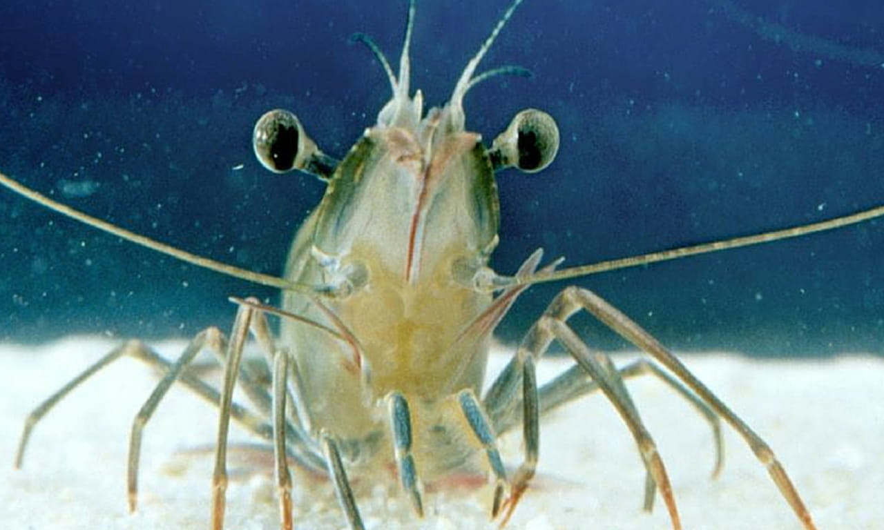 Aurecon is supporting Australia’s economic growth through agribusiness – aka Project Sea Dragon.