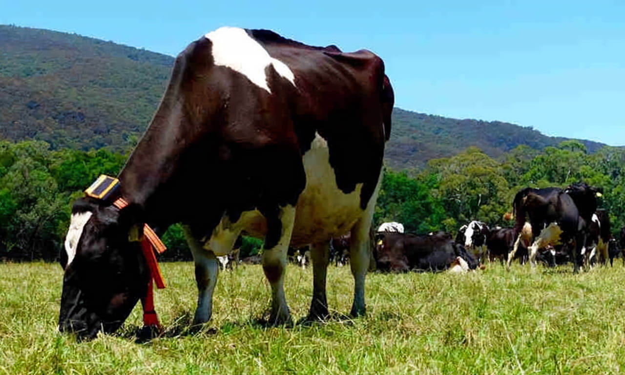 eShepherd comprises an intelligent neckband that trains livestock to recognise and stay within virtual boundaries utilising GPS and other sensors. Image courtesy of Agersens. 