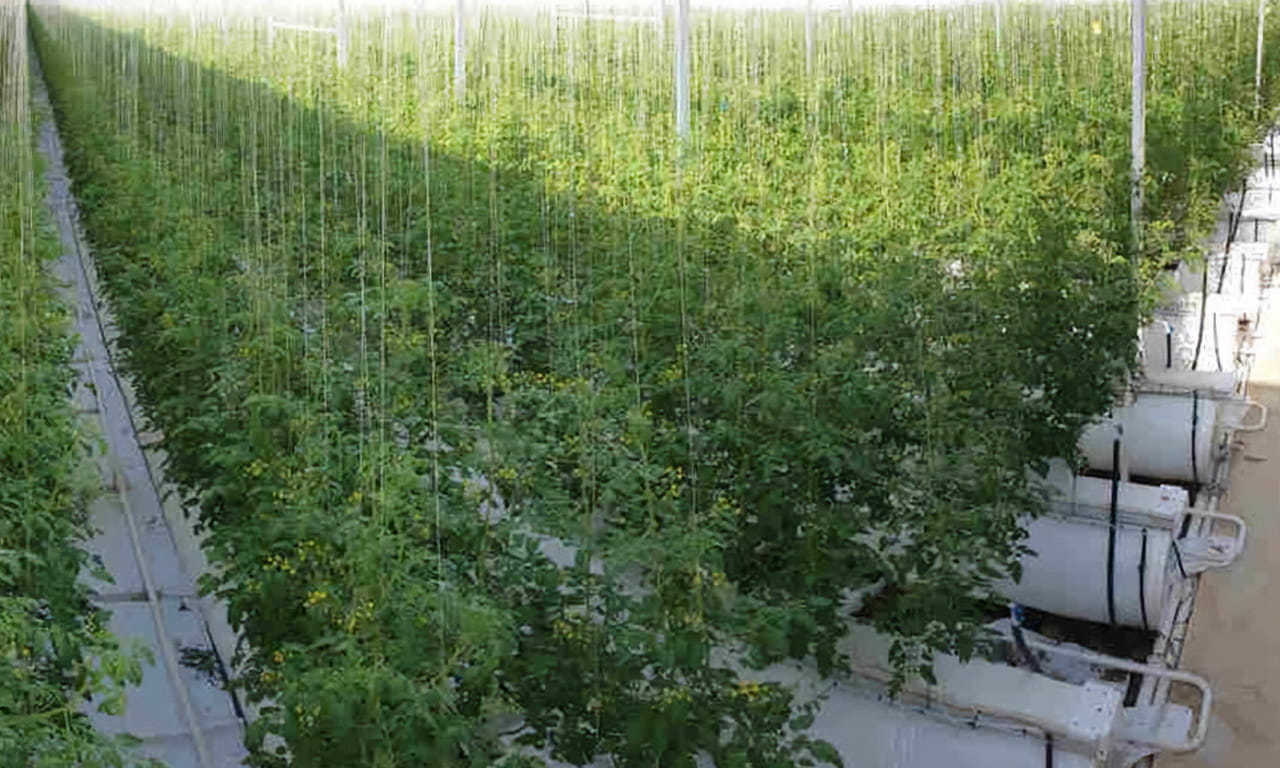 Green Camel's Sustainable Organic Production showcases a state-of-the-art technology that enables glasshouses to produce certified organic crops at yields comparable to or better than conventional hydroponic facilities. Image courtesy of Green Camel.
