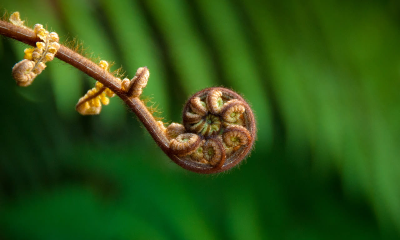 Aurecon’s commitment to te ao Māori and to Te Tiriti o Waitangi 