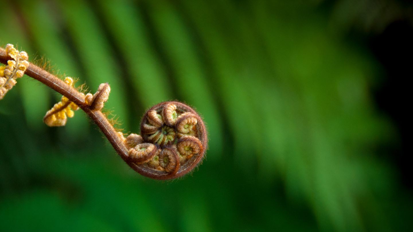 Aurecon’s commitment to te ao Māori and to Te Tiriti o Waitangi