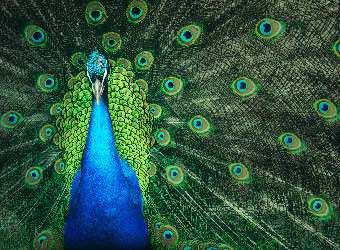 a blue peacock