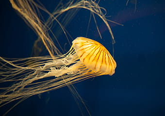 jellyfish