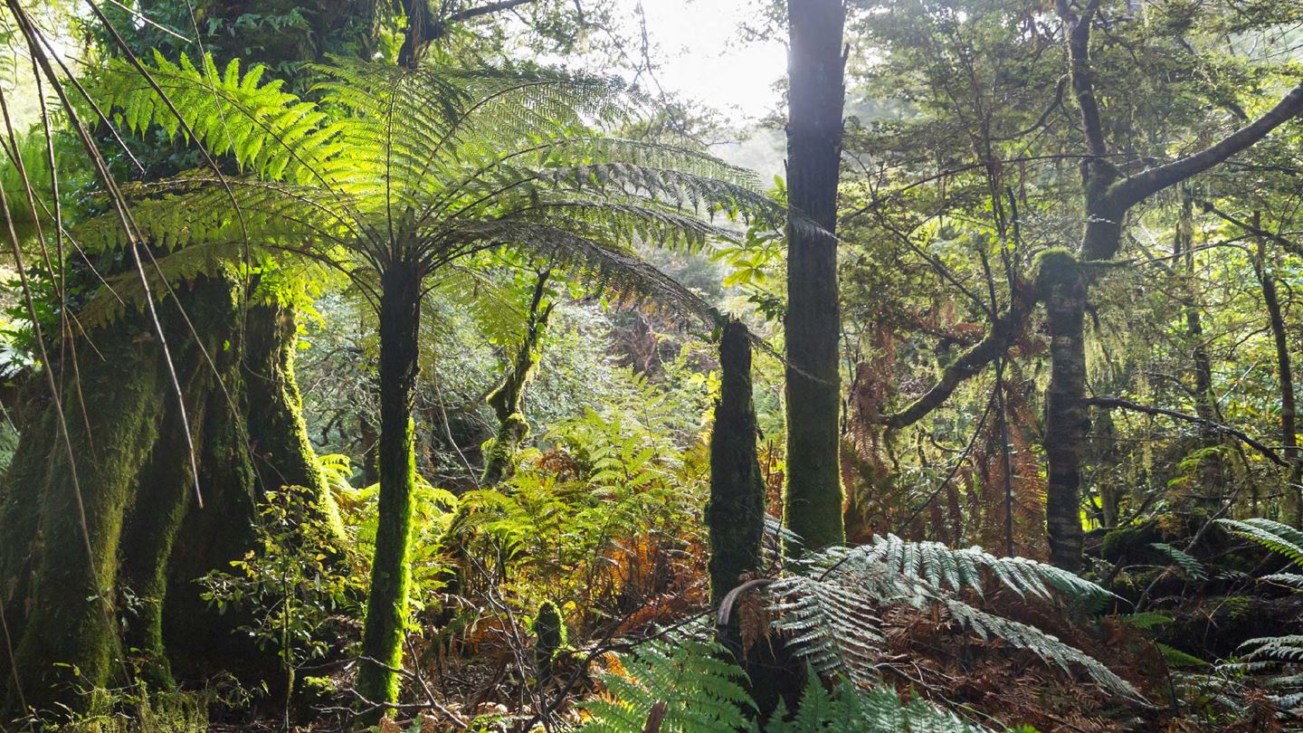 New Zealand rainforest.