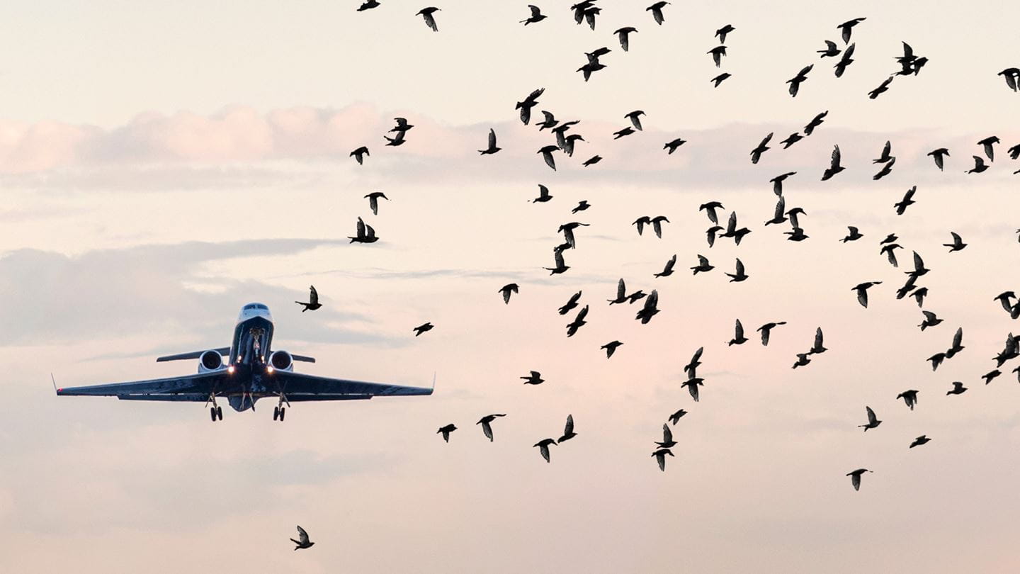 With careful planning and implementation of dedicated systems, bird strikes accidents may help to reduce.