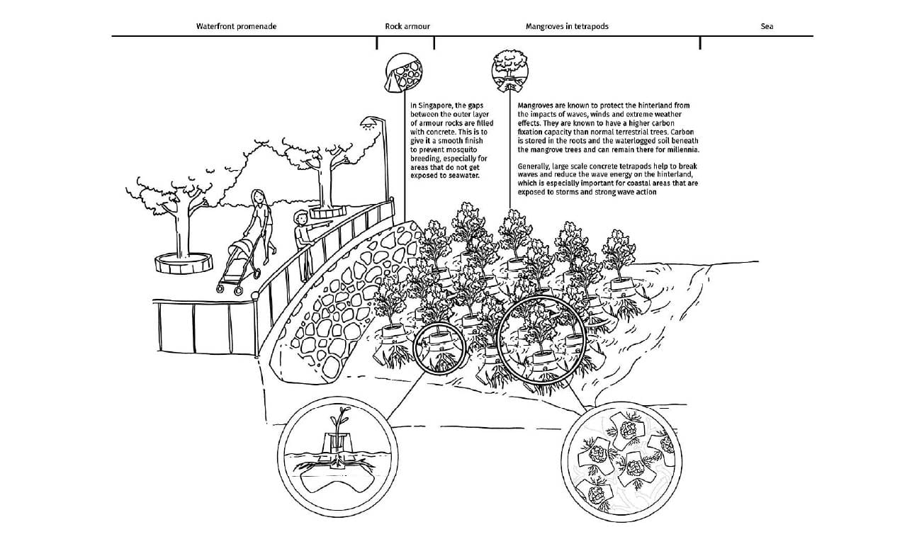 Figure 2. Mangroves in Tetrapods illustration.