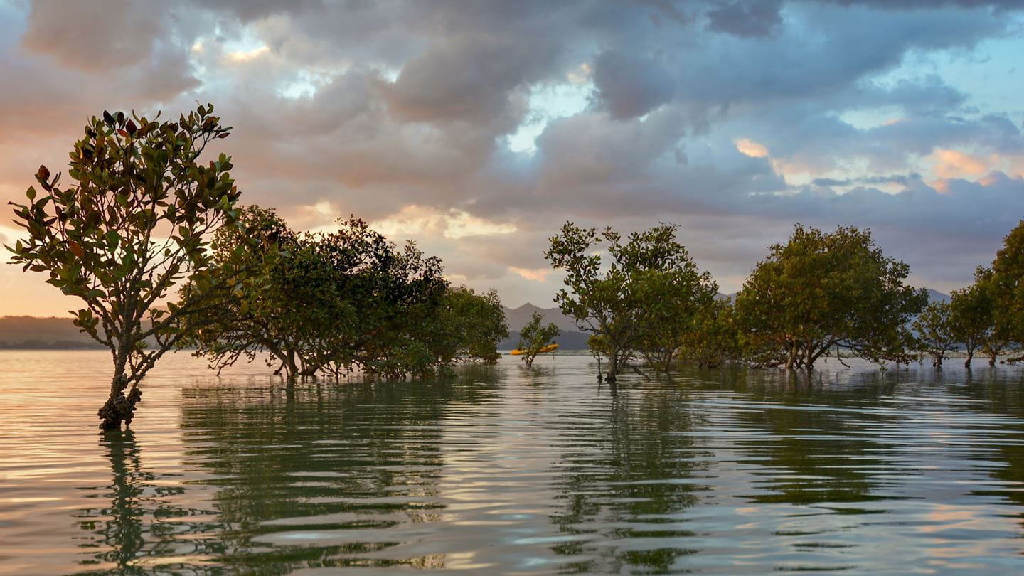 Mangrove forests in the coastal intertidal zone.