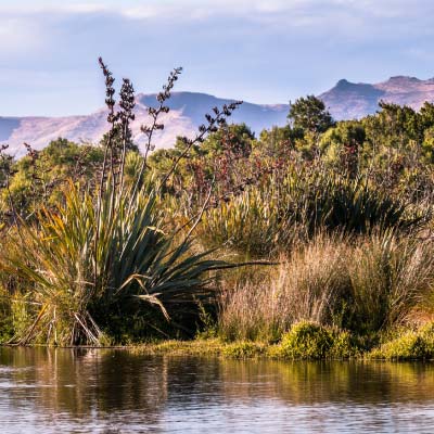 Nature-based solutions provide a cost-effective approach to addressing environmental impacts.