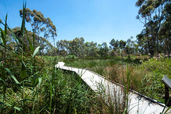 For many years this biodiverse waterway corridor had no name, no identity and was a relatively unknown hidden asset, with the broader community unaware of its existence, connectivity or wider benefits.  Image courtesy of La Trobe University.