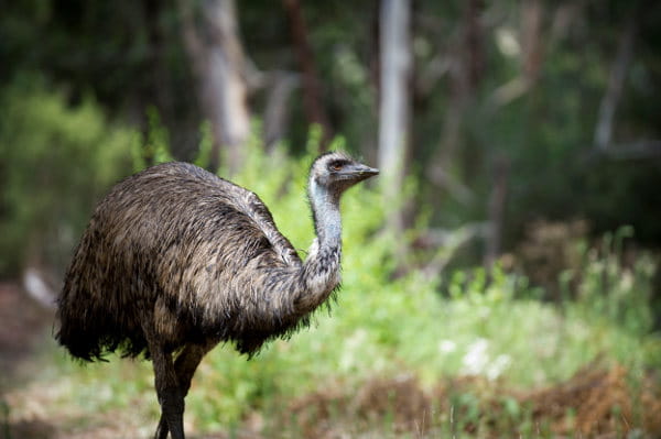 A living laboratory for students, staff and the wider community, its waterways connect with local creeks, attract wildlife and support native flora.  Image courtesy of La Trobe University.