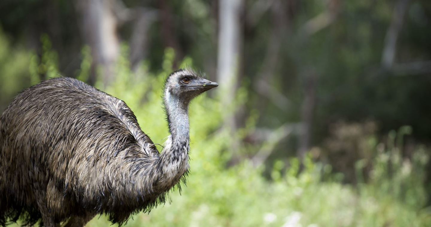 Creating a new identity for one of Melbourne’s most bio-diverse eco-corridors. Image courtesy of La Trobe University.