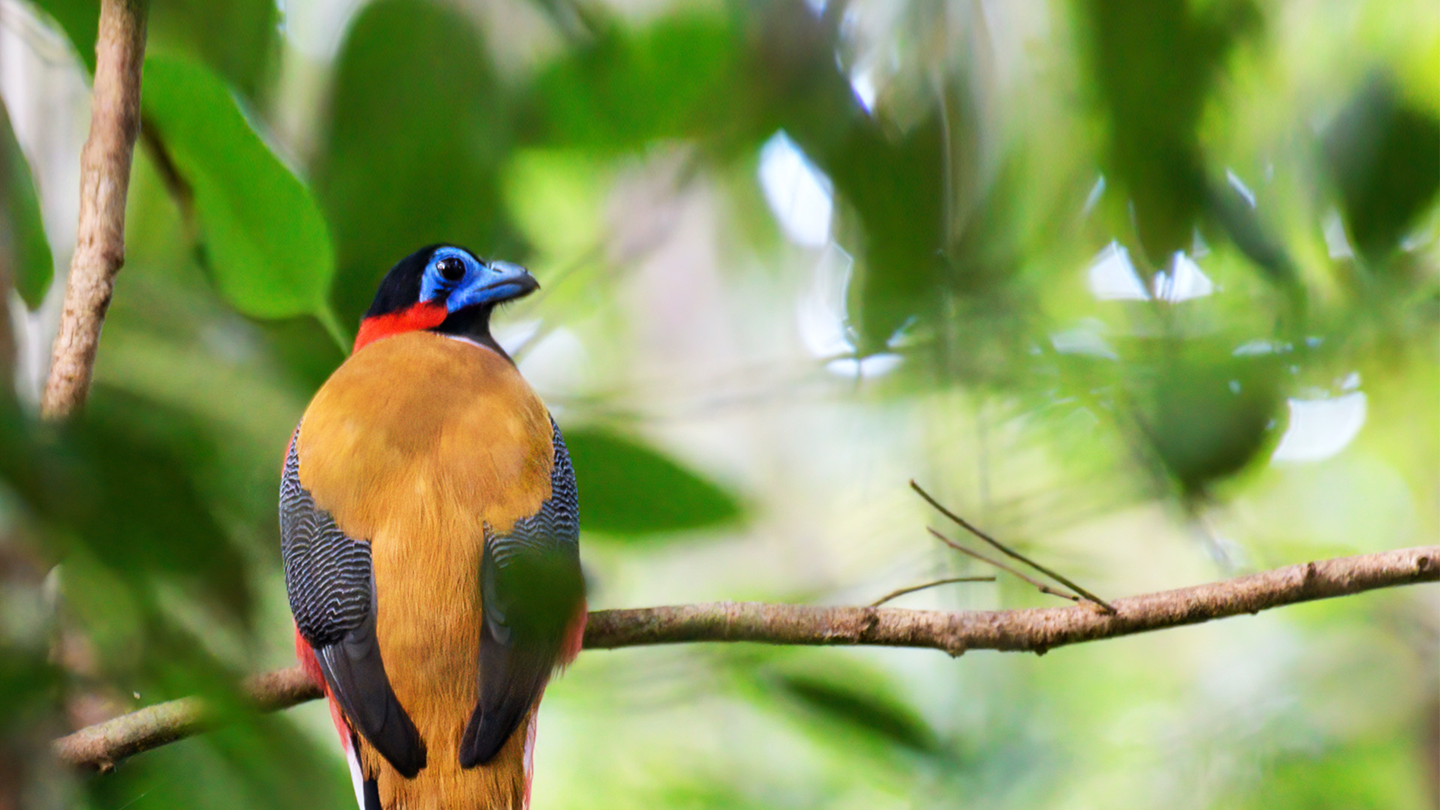 Preserving ecosystems and habitats in the East Coast Rail Link alignment in Malaysia.