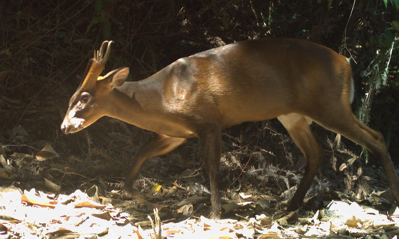 Camera trap image of a barking deer within a forest reserve.