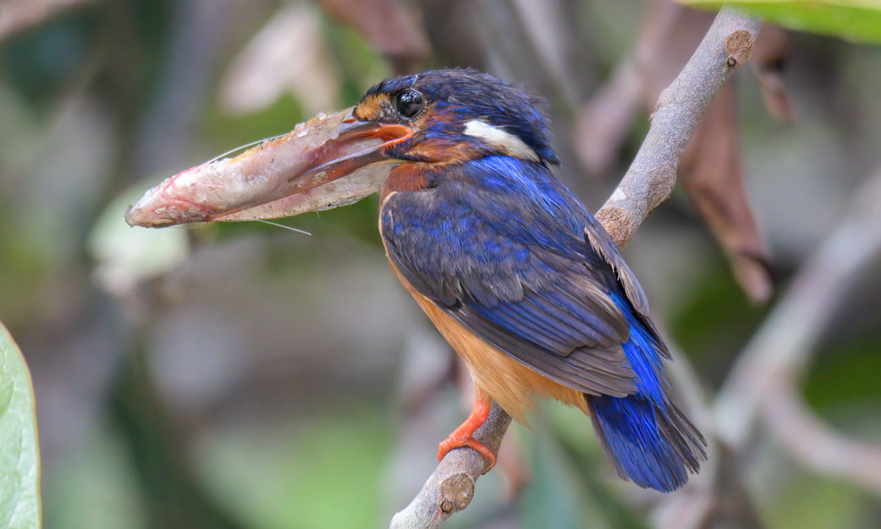 The blue-eared kingfisher has darker crowned with darker rufous underparts and lacks the rufous ear stripe.