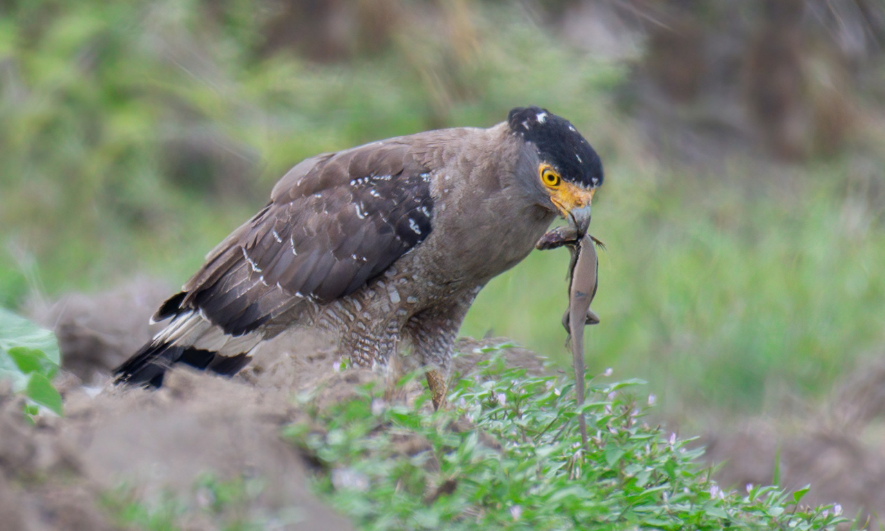 The crested serpent eagle is a medium-sized bird of prey that is found in forested habitats across tropical Asia.