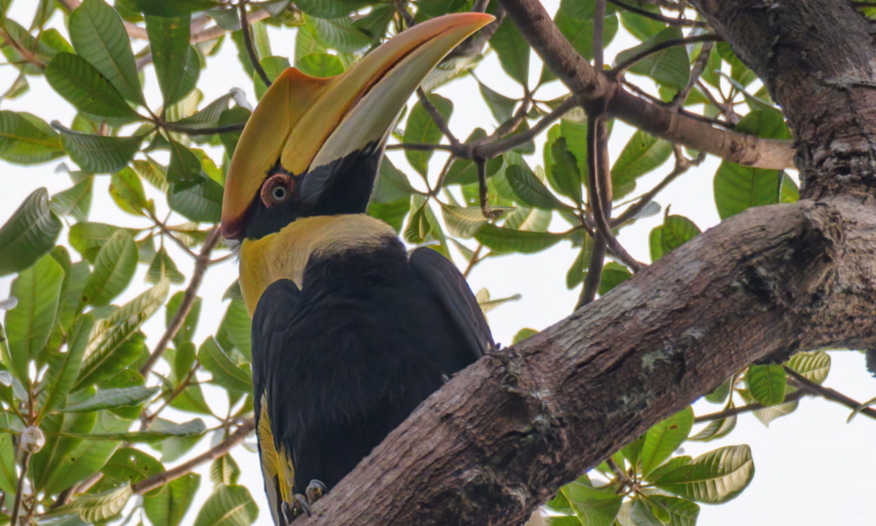 The great hornbill (Buceros bicornis) is one of the larger members of the hornbill family.