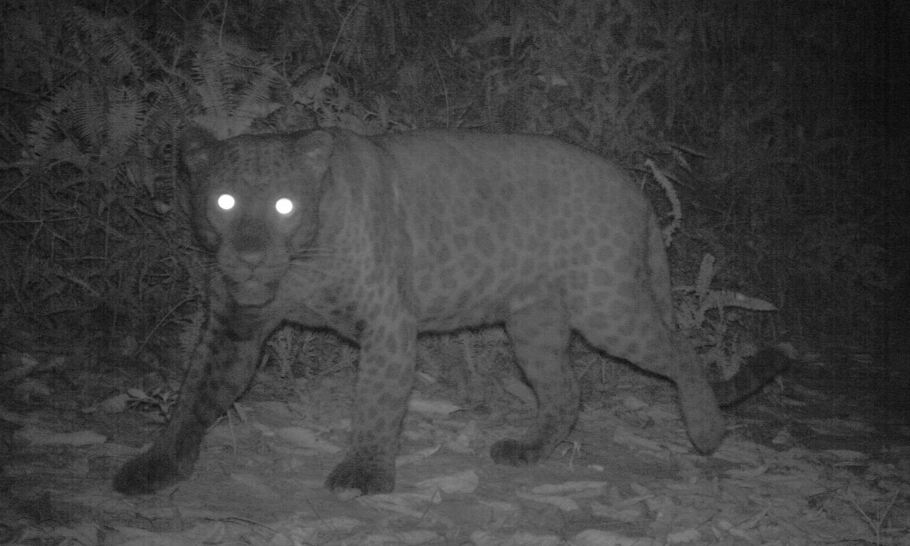 Camera trap image of a Indochinese leopard (Panthera pardus delacouri) within a forest reserve.