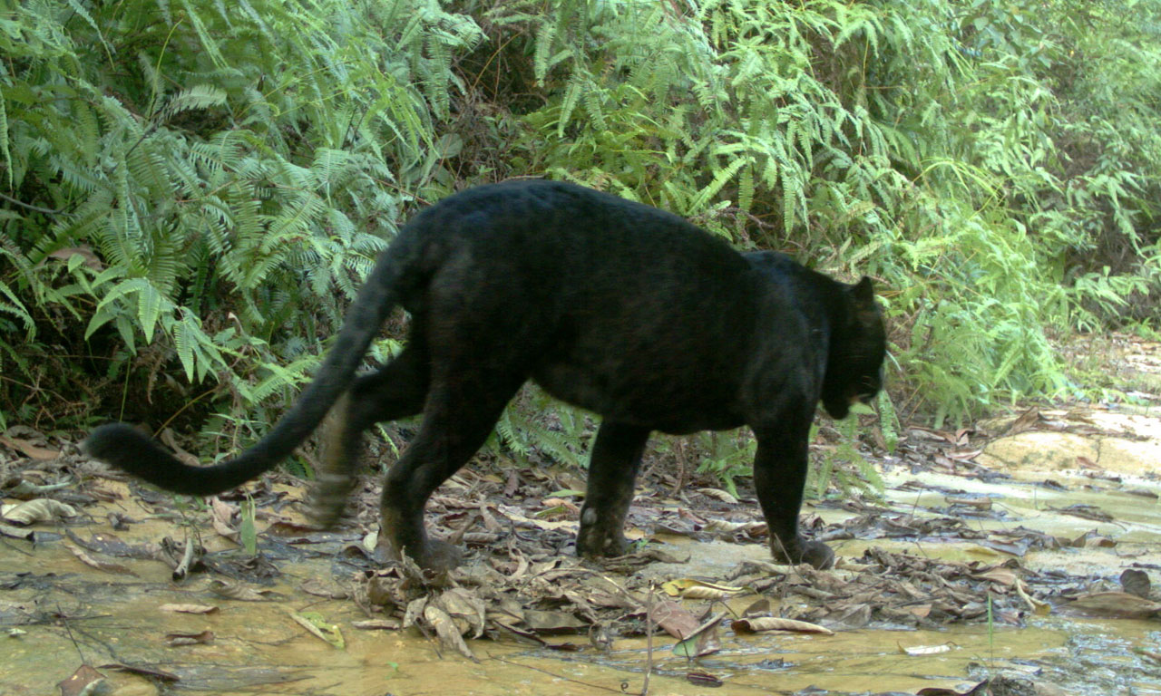 The Indochinese leopard (Panthera pardus delacouri) is a leopard subspecies native to mainland Southeast Asia and southern China.
