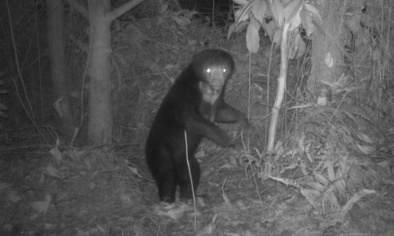 Camera trap image of a Malayan sun bear (Helarctos malayanus) within a forest reserve.