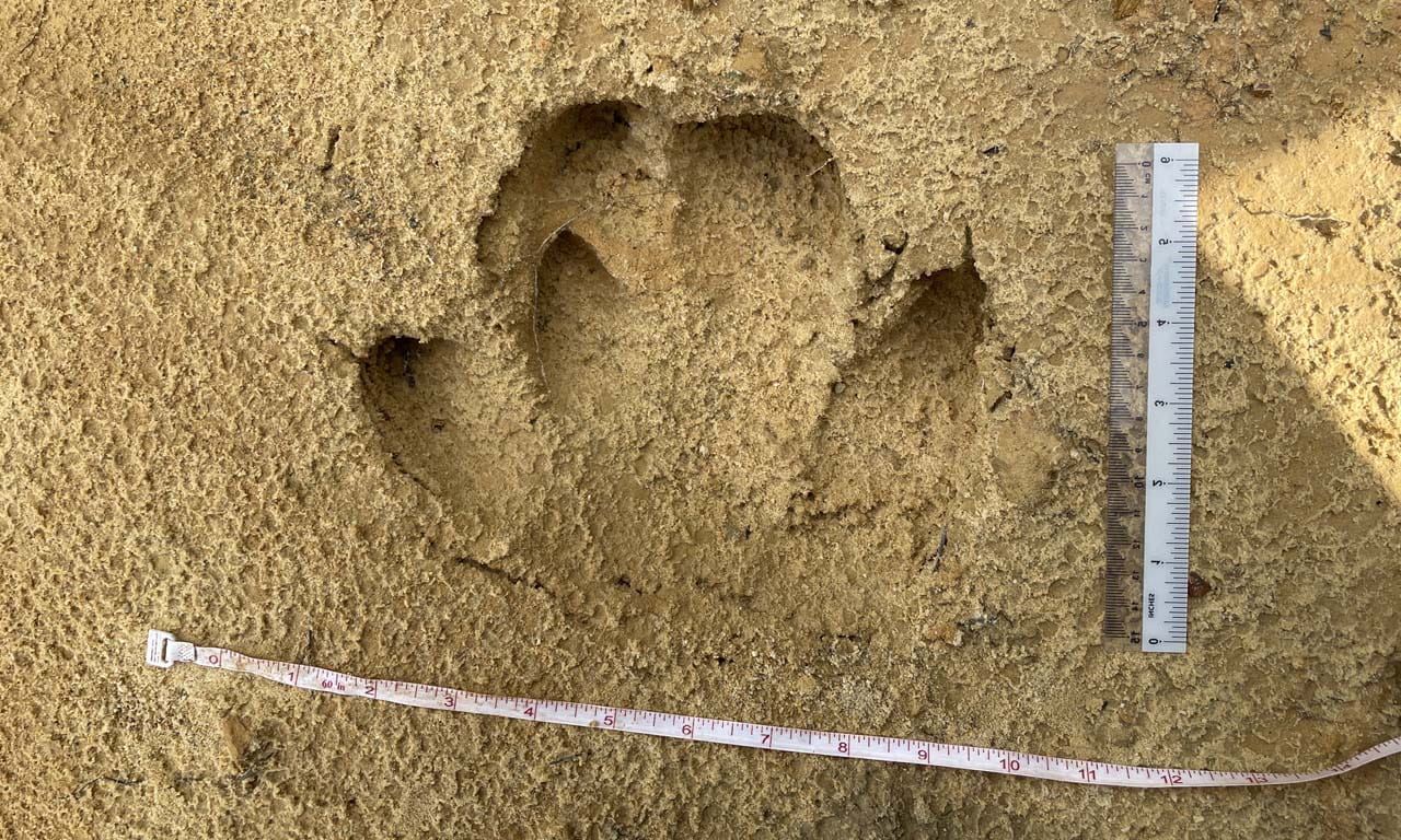 A footprint of a Malayan tapir.