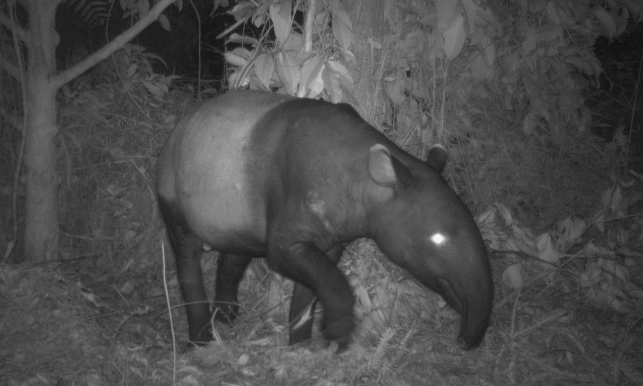 Camera trap image of a Malayan tapir (Tapirus indicus) within a forest reserve.