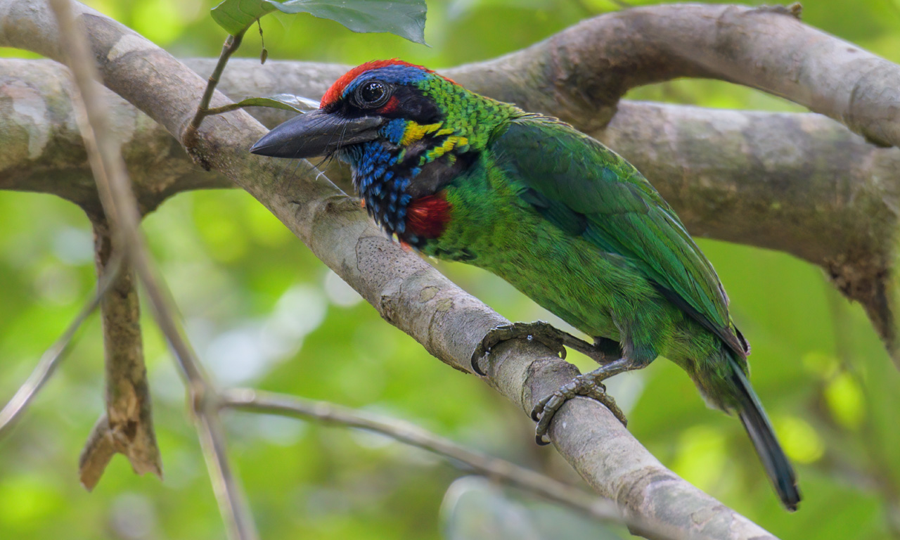 The red-crowned barbet (Psilopogon rafflesii) is a species of bird in the family Megalaimidae mostly lives in tropical moist lowland forests and plantations.
