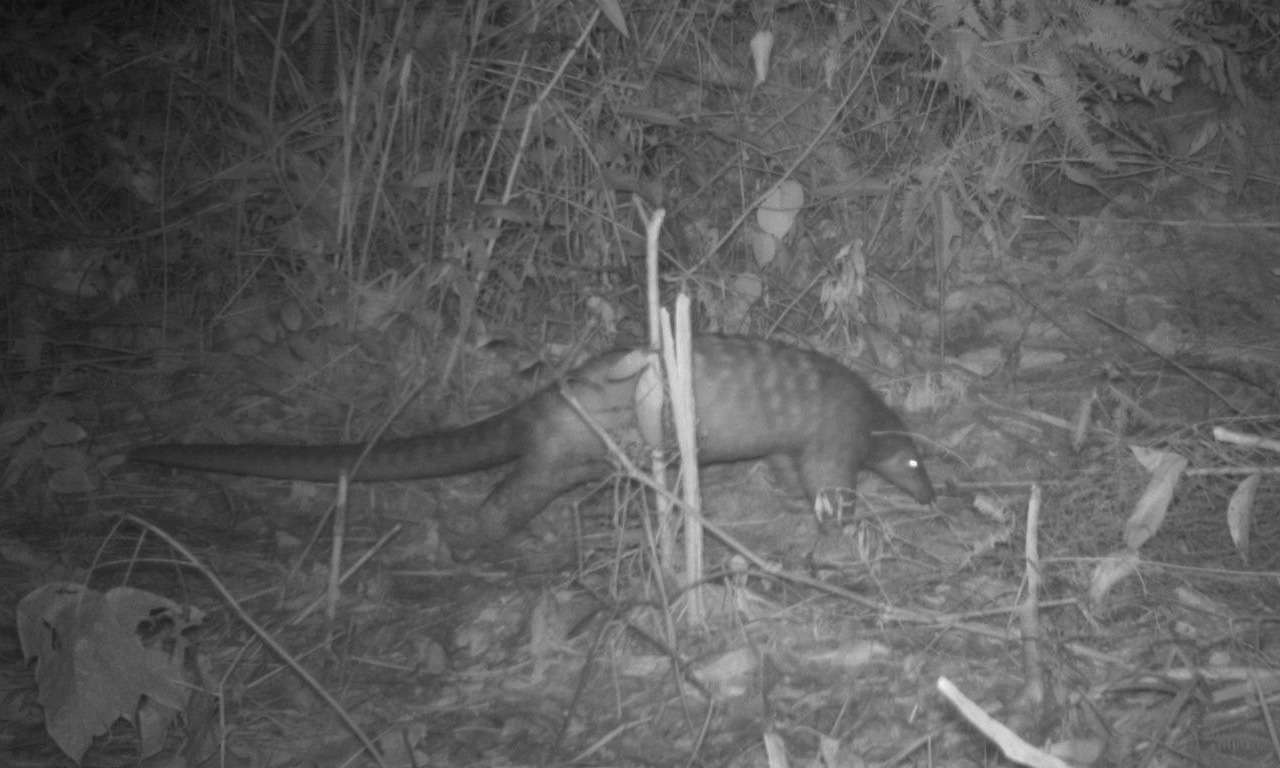 Camera trap image of a sunda pangolin within a forest reserve.