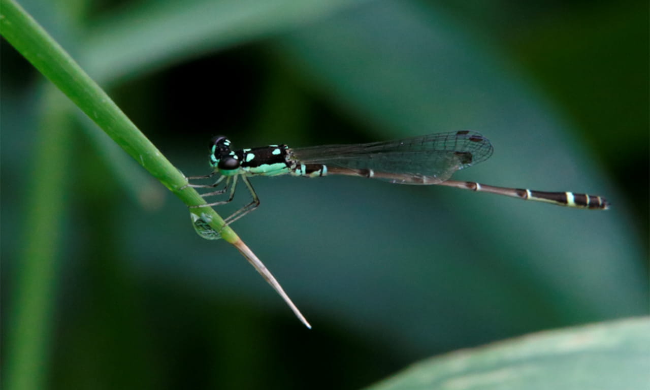 Through careful conservation management, PARK YOHO’s wetlands now provide critical habitats for near-threatened species, proving that urban living and nature can coexist. 