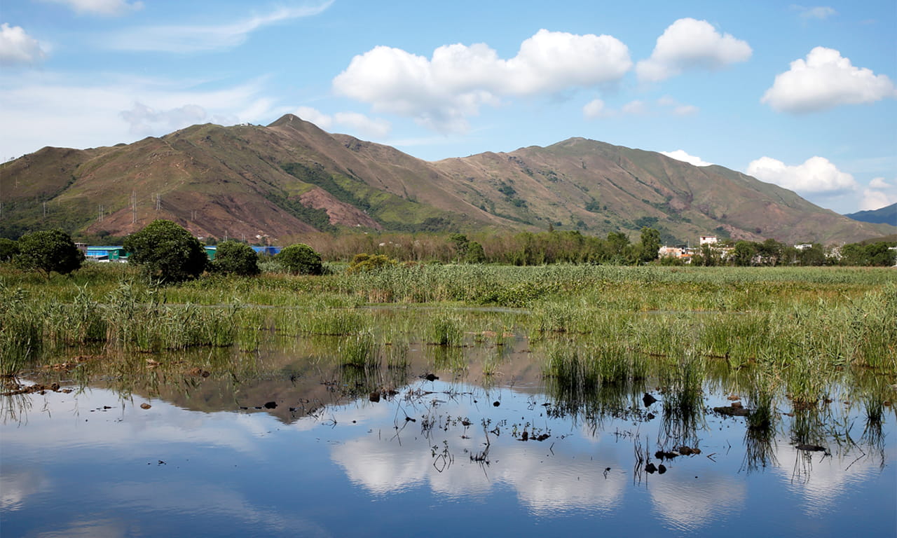 By restoring natural water flow and reintroducing reeds and mangroves, AEC (a member of Aurecon Group) helped transform PARK YOHO’s wetlands into a self-sustaining ecosystem.