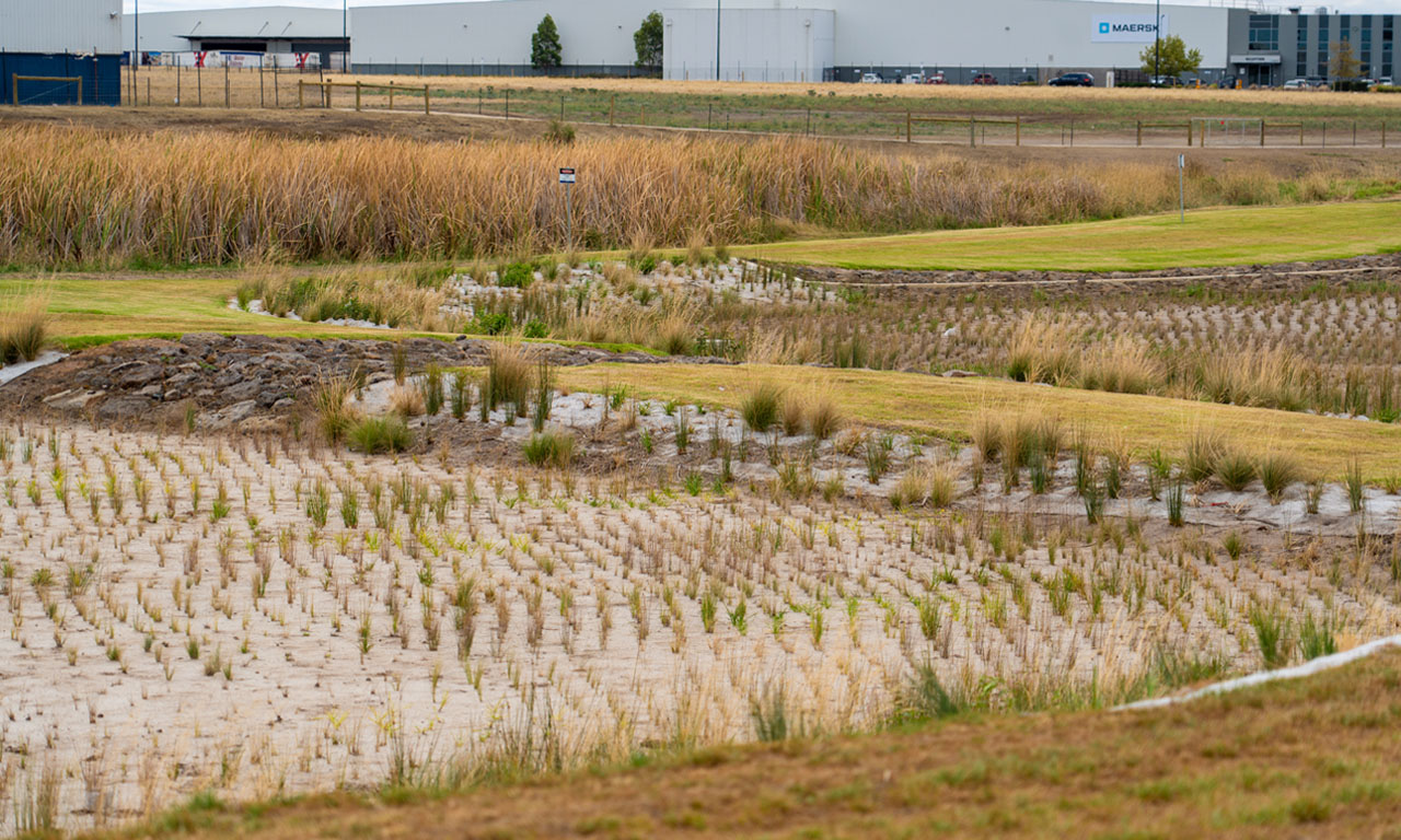 Aurecon’s design prioritised biodiversity and ecosystem health of the Annandale Retarding Basin.