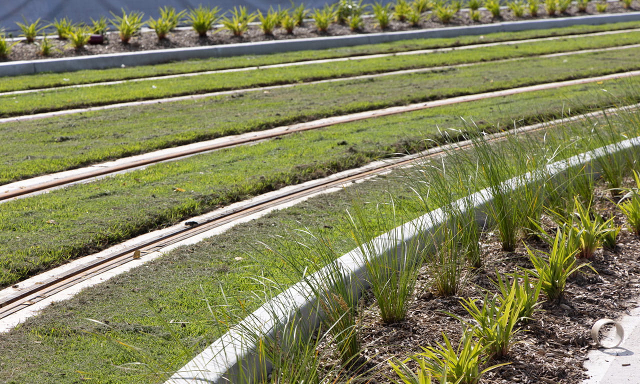 With plants and grass installed along 1.3 km of the Parramatta Light Rail, the 'green track' brings increased biodiversity and urban cooling.