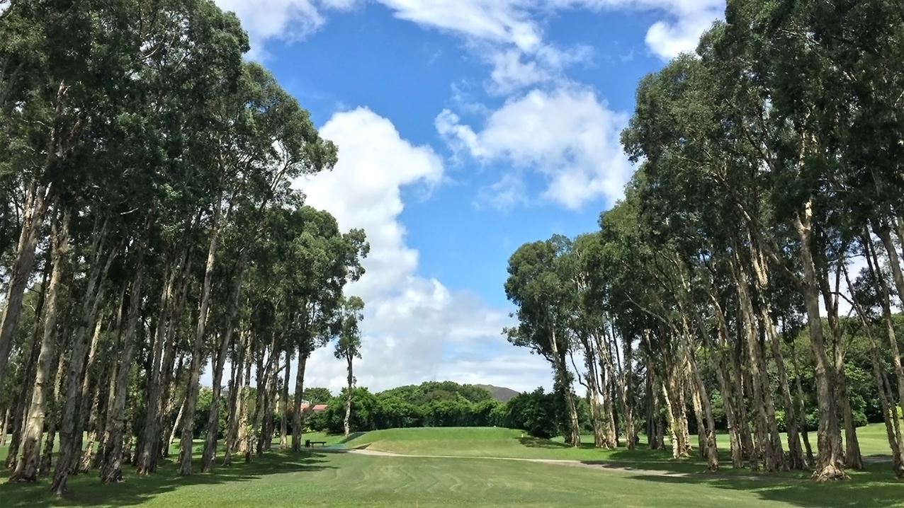 Spanning 172 hectares, Fanling Golf Course is home to diverse wildlife, including the critically endangered Chinese Swamp Cypress. A dedicated woodland area now ensures their long-term protection. Image courtesy of Hong Kong Golf Club.