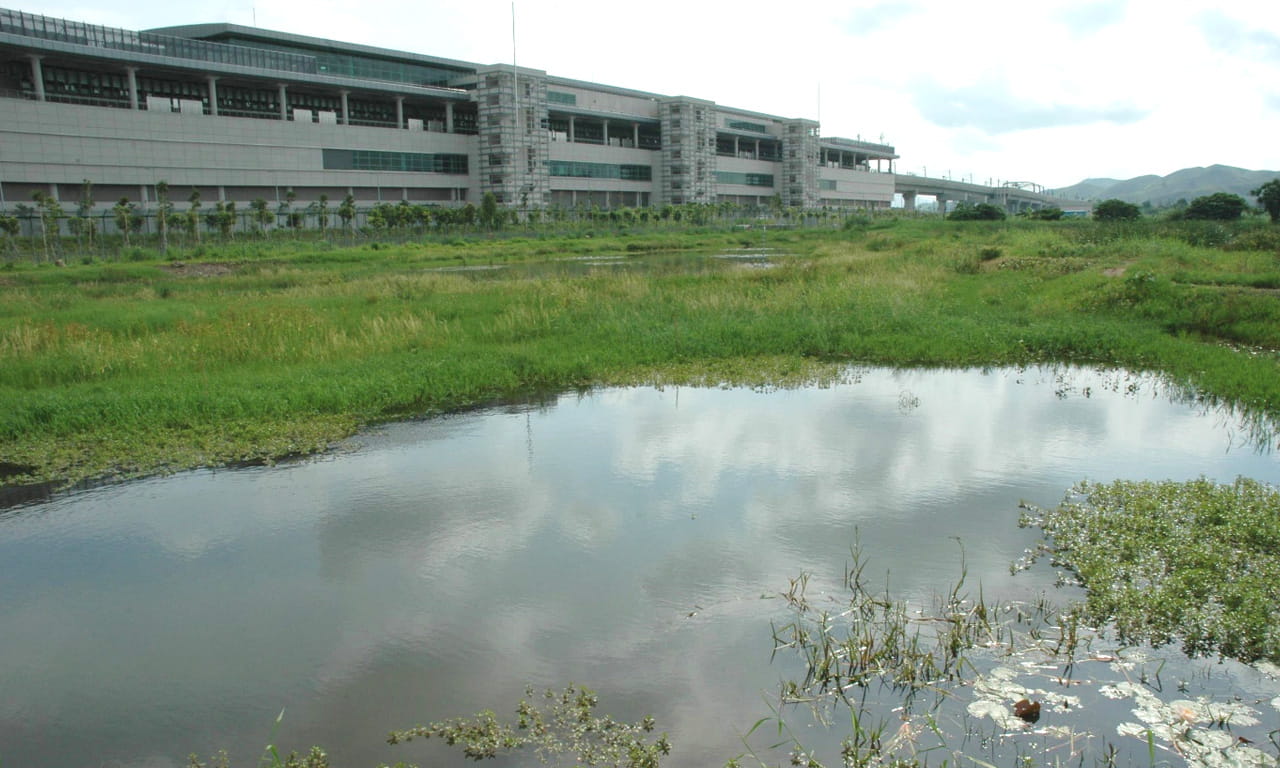 Thriving fishponds supporting local wildlife in Lok Ma Chau, Hong Kong.