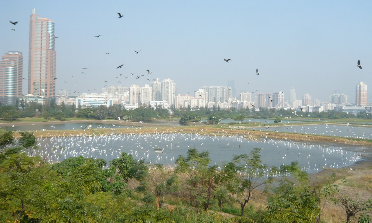 Aurecon helps to regenerate the Lok Ma Chau Ecological Enhancement Area in Hong Kong to improve its biological diversity and ecological value.