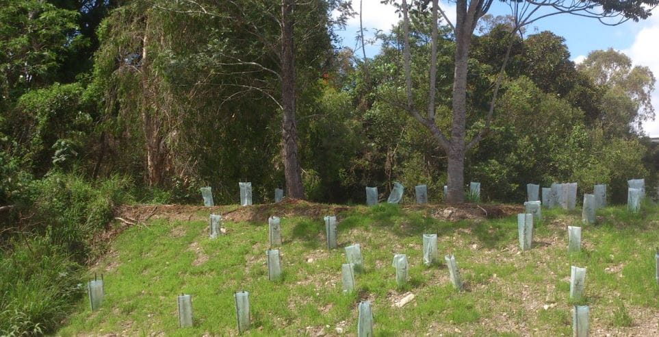 Tree planting around the North Kedron Creek to help with bank stabilisation.